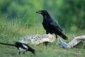 Grand corbeau oiseau;passereaux;corvides;grand corbeau;corvus corax;sol;alpes de haute provence 04;france; 