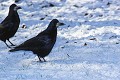 Corbeau freux dans la neige oiseaux;passereaux;corvides;corbeau freux;corvus frugilegus;neige;hiver;yvelines 78;france; 