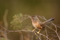 Fauvette pitchou oiseaux;passereaux;fauvette pitchou;sylvia undata;femelle;garrigues;yvelines 78;france; 