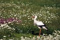 Cigogne blanche oiseaux;echassier;cigogne blanche;ciconia ciconia;champ;fleurs;seine maritime 76;france; 