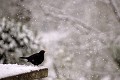 Merle noir sous la neige oiseaux;passereaux;merle noir;turdus merula;hiver;neige;male;yvelines 78;france; 