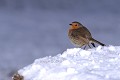Rougegorge familier dans la neige oiseaux;passereaux;rougegorge familier;erithacus rubecula;hiver;neige;yvelines 78;france; 