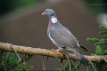 Pigeon ramier oiseau;colombin;pigeon ramier;columba palumbus;palombe;yvelines 78;france; 