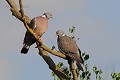 Pigeons ramiers en couple oiseau;colombin;pigeon ramier;columba palumbus;palombe;couple;yvelines 78;france; 