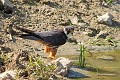 Faucon hobereau à l'étang oiseaux;rapaces;faucon hobereau;falco subbuteo;mare;etang;soif;yvelines 78;france; 