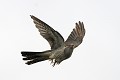 Coucou gris en vol oiseaux;passereaux;coucou gris;cuculus canorus;vol;envol;parasitisme;chant;printemps;yvelines 78;france; 