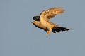 Coucou gris en vol oiseaux;passereaux;coucou gris;cuculus canorus;vol;envol;parasitisme;chant;printemps;yvelines 78;france; 