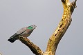 Pigeon colombin oiseaux;colombins;pigeon colombin;columba oenas;male;boucle de moisson;yvelines 78;france; 