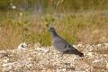 Pigeon colombin au sol oiseaux;colombins;pigeon colombin;columba oenas;sol;male;boucle de moisson;yvelines 78;france; 