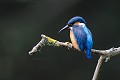 Martin pêcheur d'Europe oiseaux;passereaux;martin pecheur d'europe;alcedo atthis;fleche bleue;etang;riviere;yvelines 78;france; 