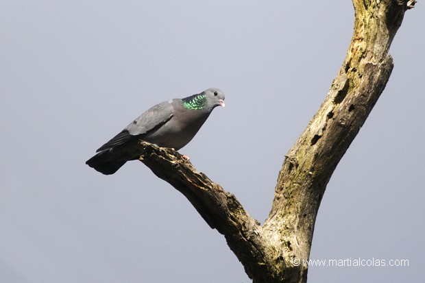 Pigeon colombin