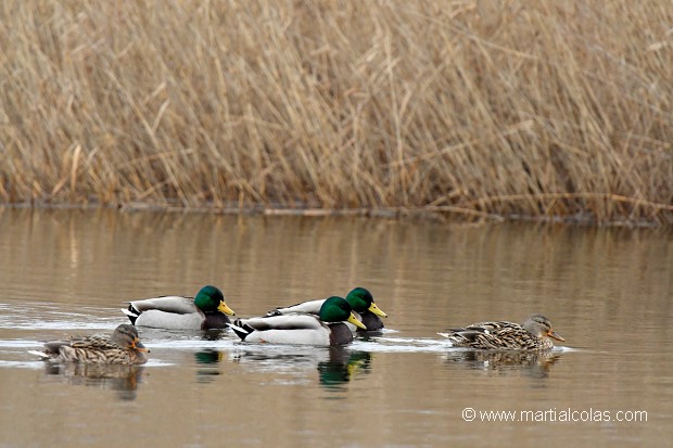 Canard colvert