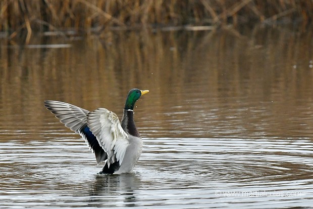 Canard colvert