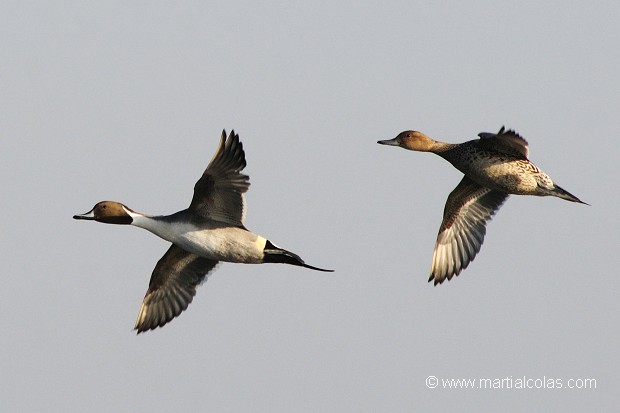 Canard pilet