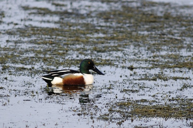 Canard souchet