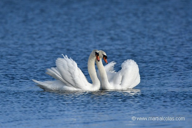 Cygne tuberculé