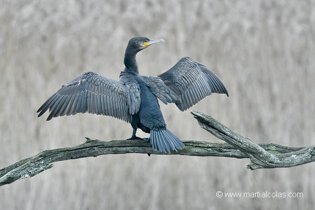 Grand cormoran