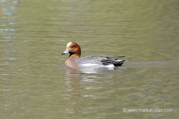 Canard siffleur