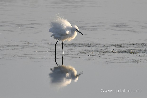 Aigrette garzette