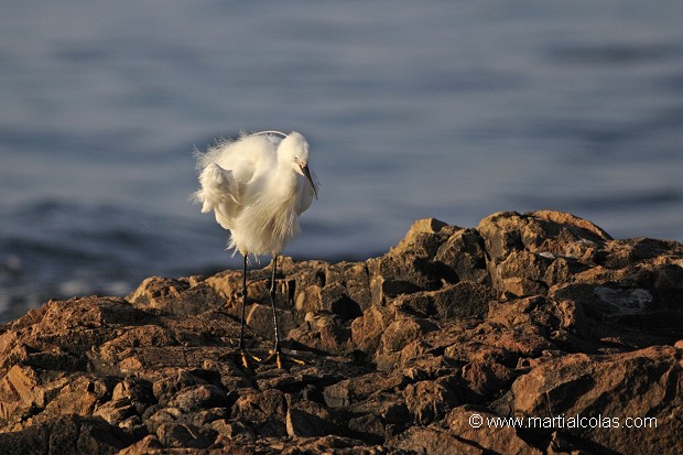 Aigrette garzette