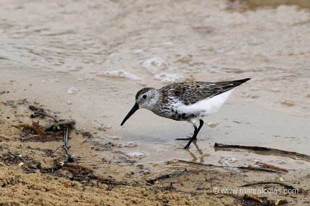 Bécasseau variable