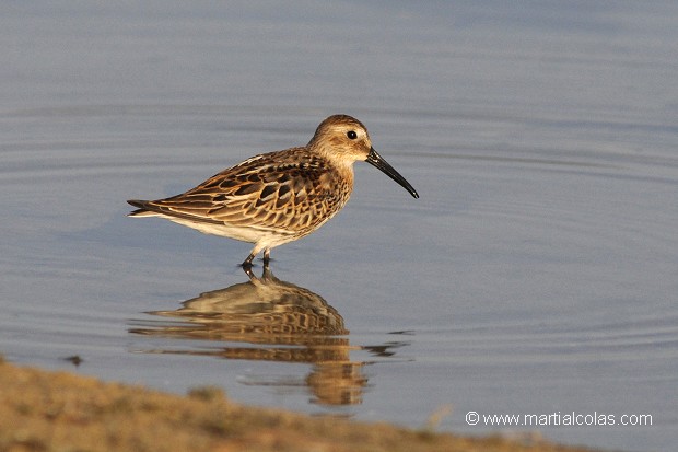 Bécasseau variable