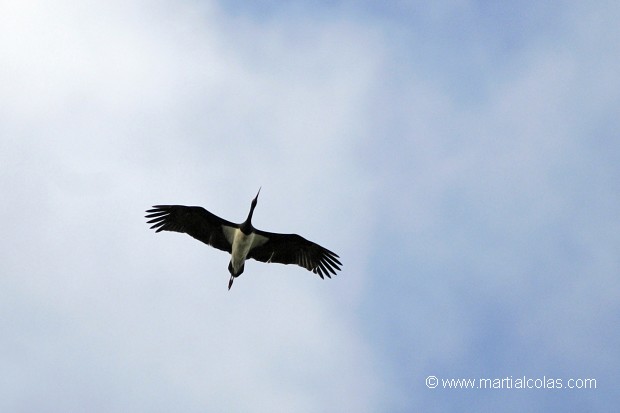 Cigogne noire