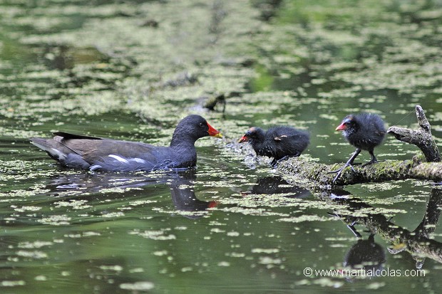 Gallinule poule d'eau