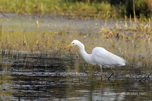 Grande aigrette