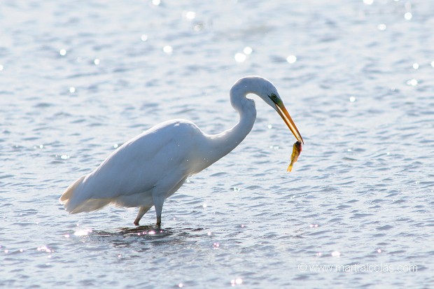 Grande aigrette