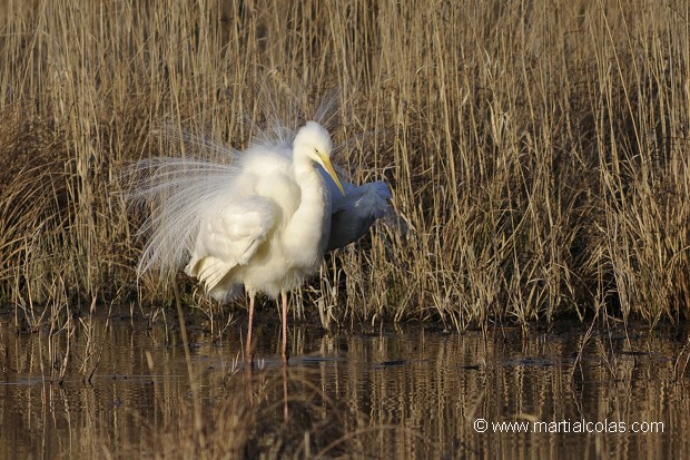 Grande aigrette