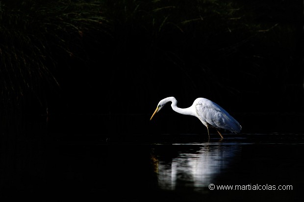 Grande aigrette