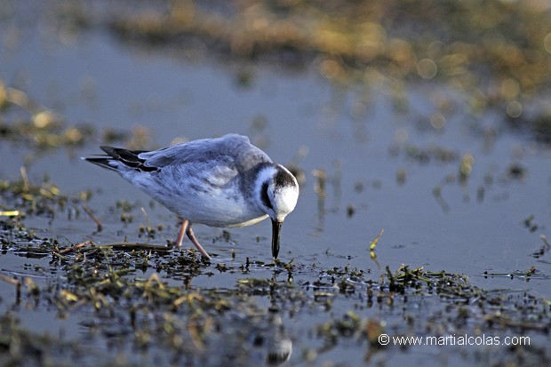 Phalarope à bec large