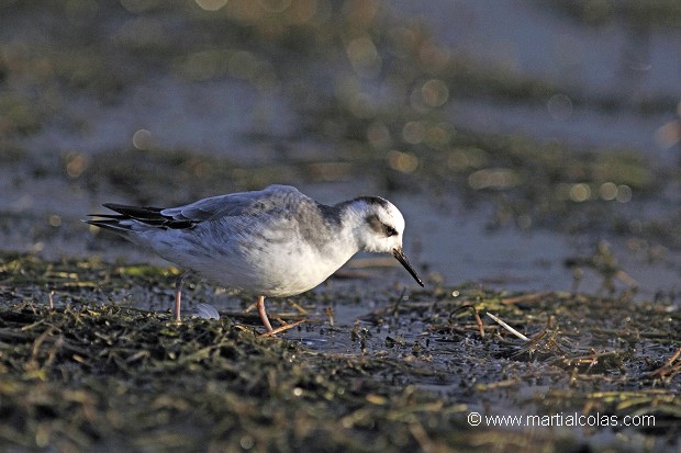 Phalarope à bec large