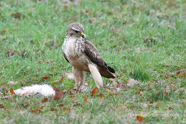 Buse variable