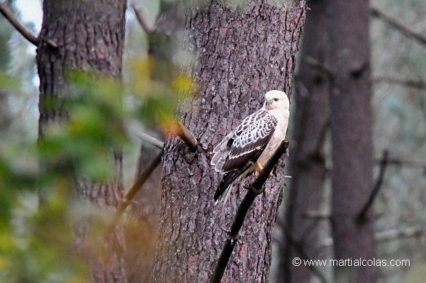 Buse variable