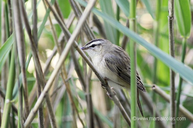 Phragmite des joncs