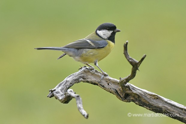 Mésange charbonnière