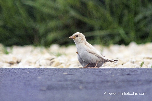 Moineau domestique