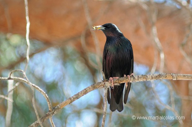 Etourneau unicolor