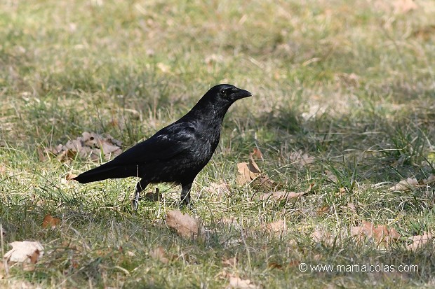 Corneille noire